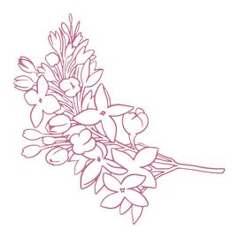 Peaceful Peonies- Lilacs
